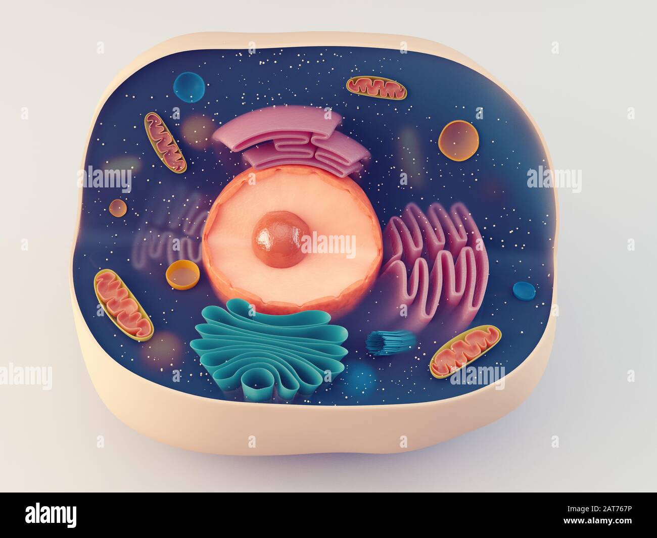 Anatomical structure of biological animal cell with organelles Stock Photo