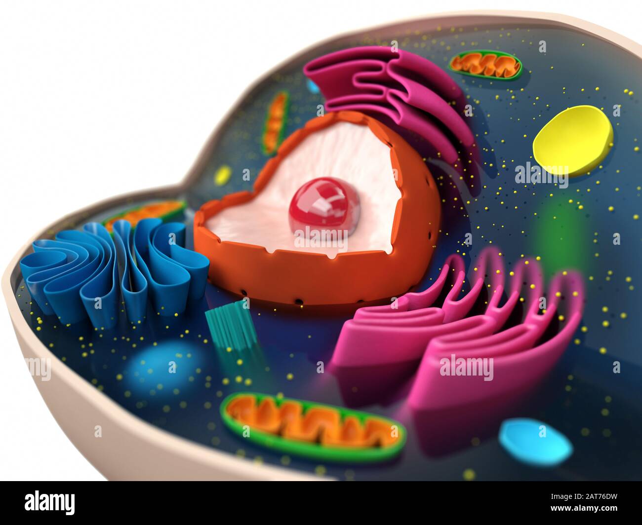 Lysosome structure hi-res stock photography and images - Alamy