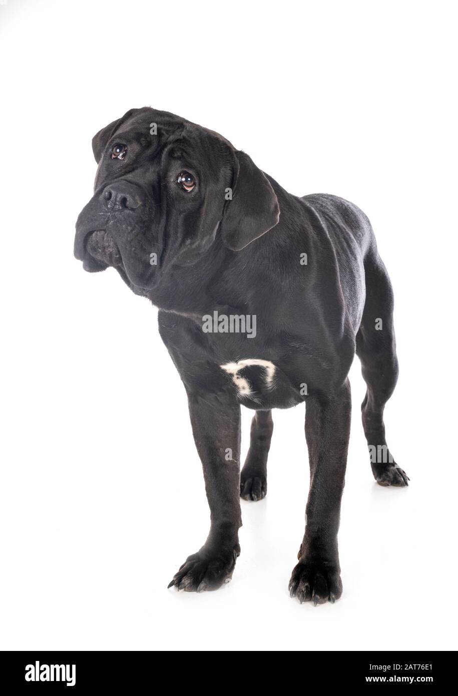 italian mastiff in front of white background Stock Photo Alamy