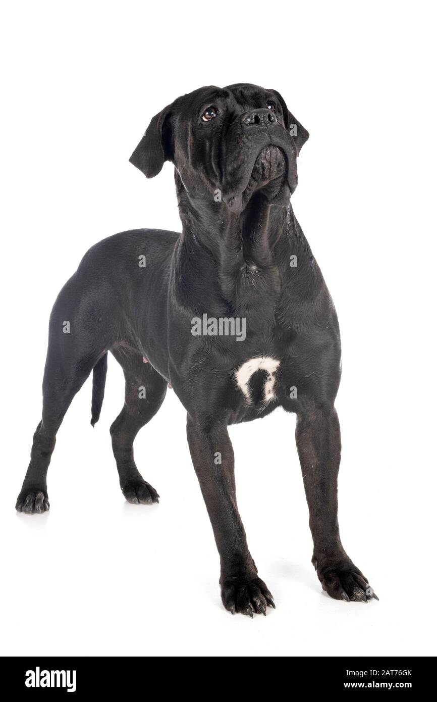 italian mastiff in front of white background Stock Photo Alamy