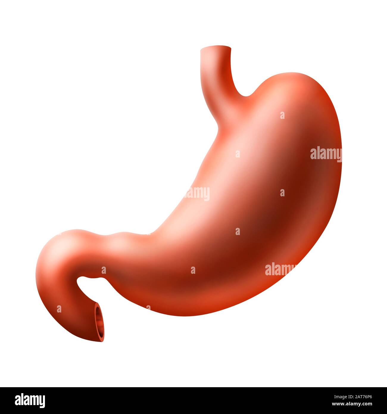 An illustration of human stomach Stock Photo