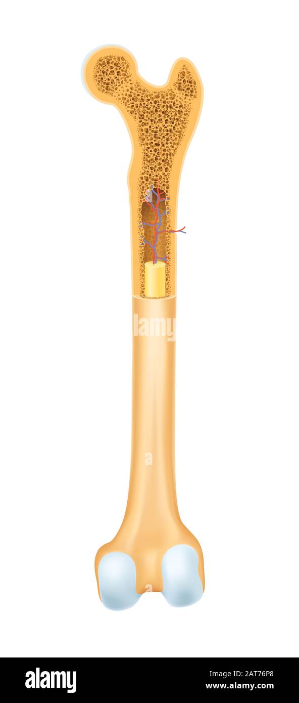 Anatomy of human bone spongy structure vector illustration Stock Photo