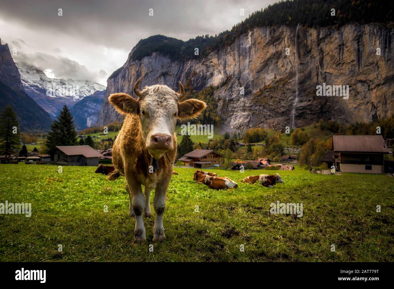 Cow in Lauterbrunnen valley in Switzerland / Kuh im Schweizer Lauterbrunnental Stock Photo