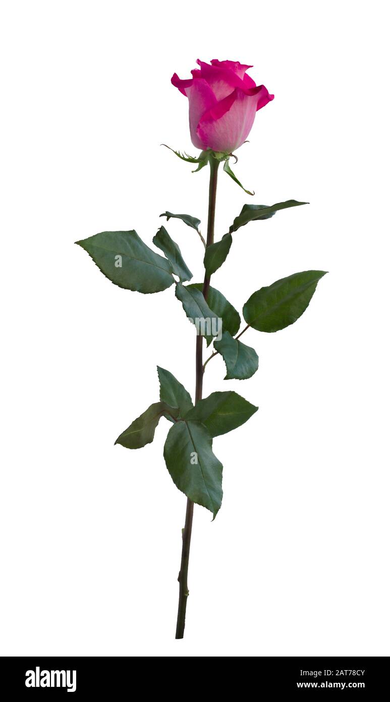Delicate pink rose with green leaves isolated on white background Stock ...