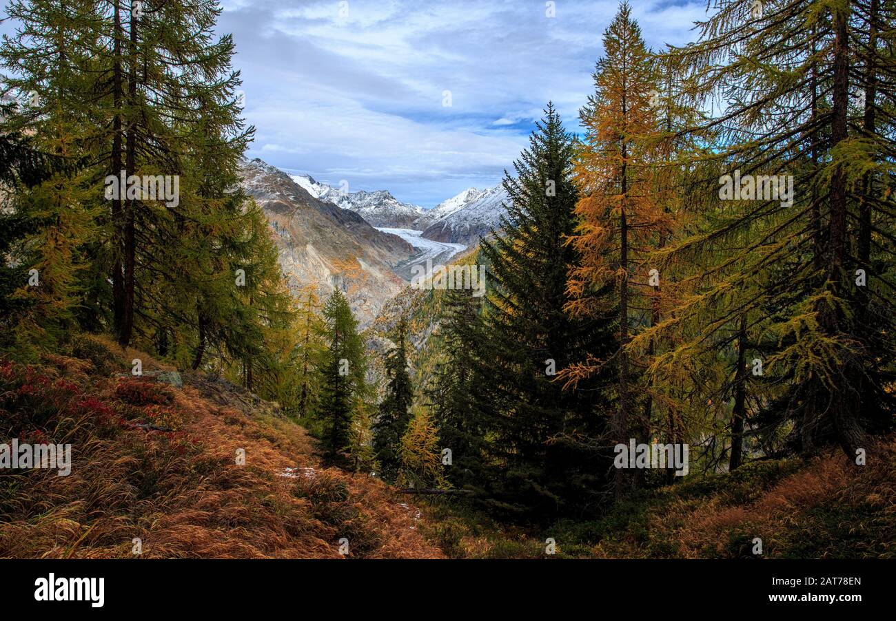 Aletschwald im Herbst / Aletsch forest in autumn Stock Photo