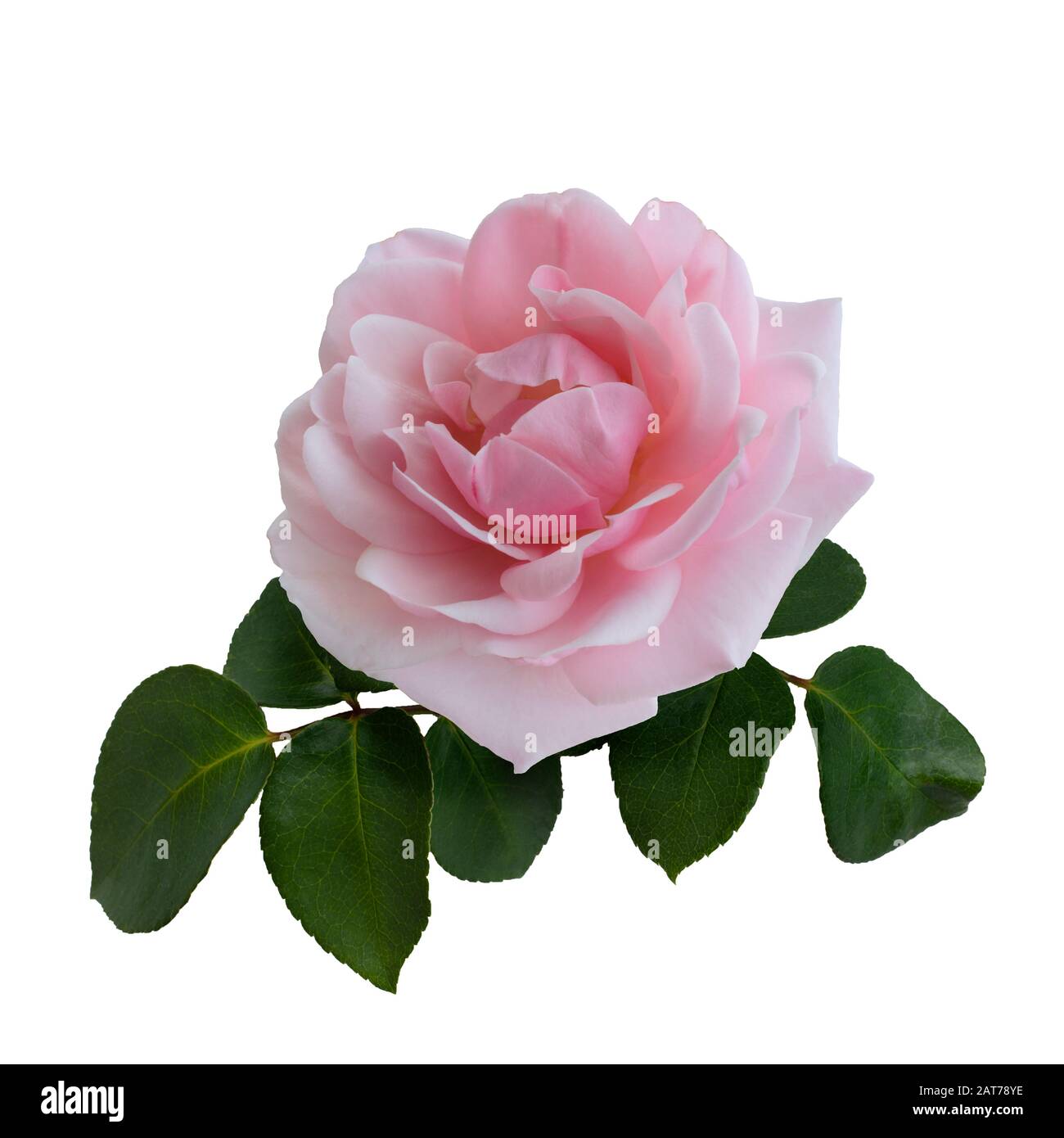 Delicate pink rose with green leaves isolated on white background Stock ...