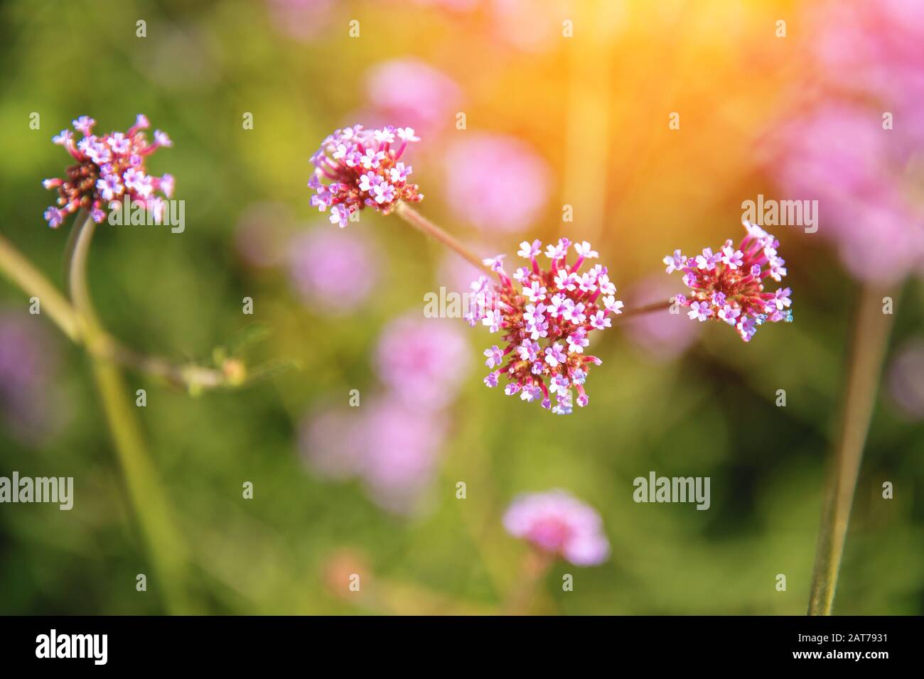 Magical scene spring beautiful flowers background made with pink pastel filters with sun light Stock Photo