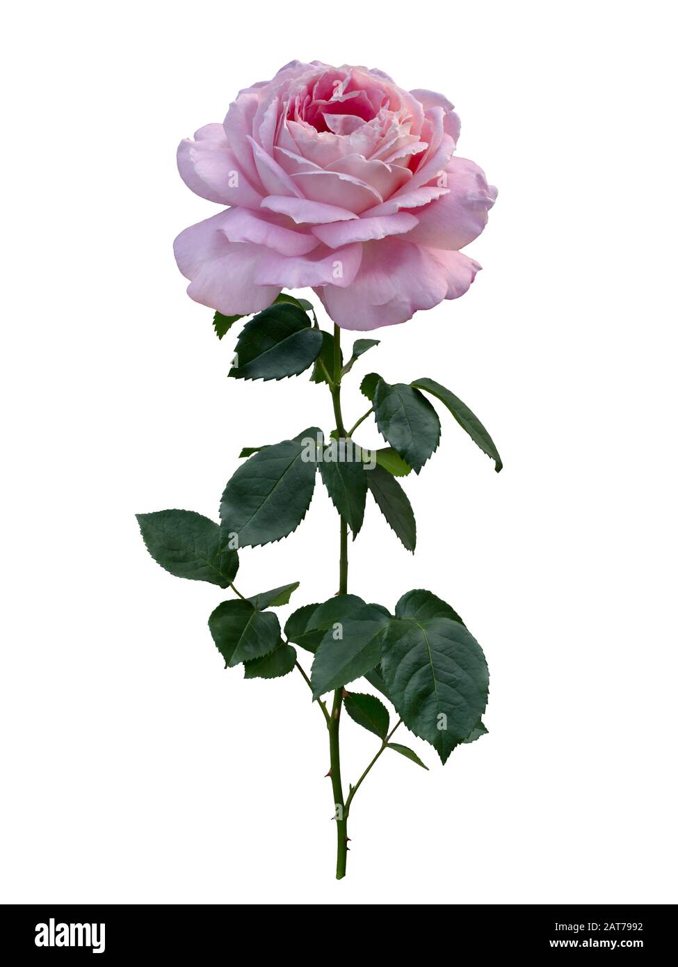 Delicate pink rose with green leaves isolated on white background Stock ...