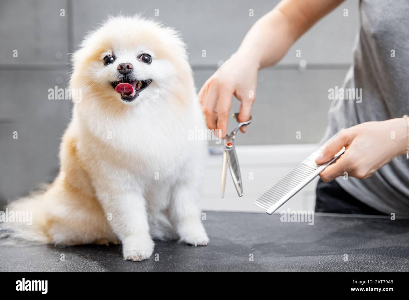 can you cut dogs hair with scissors