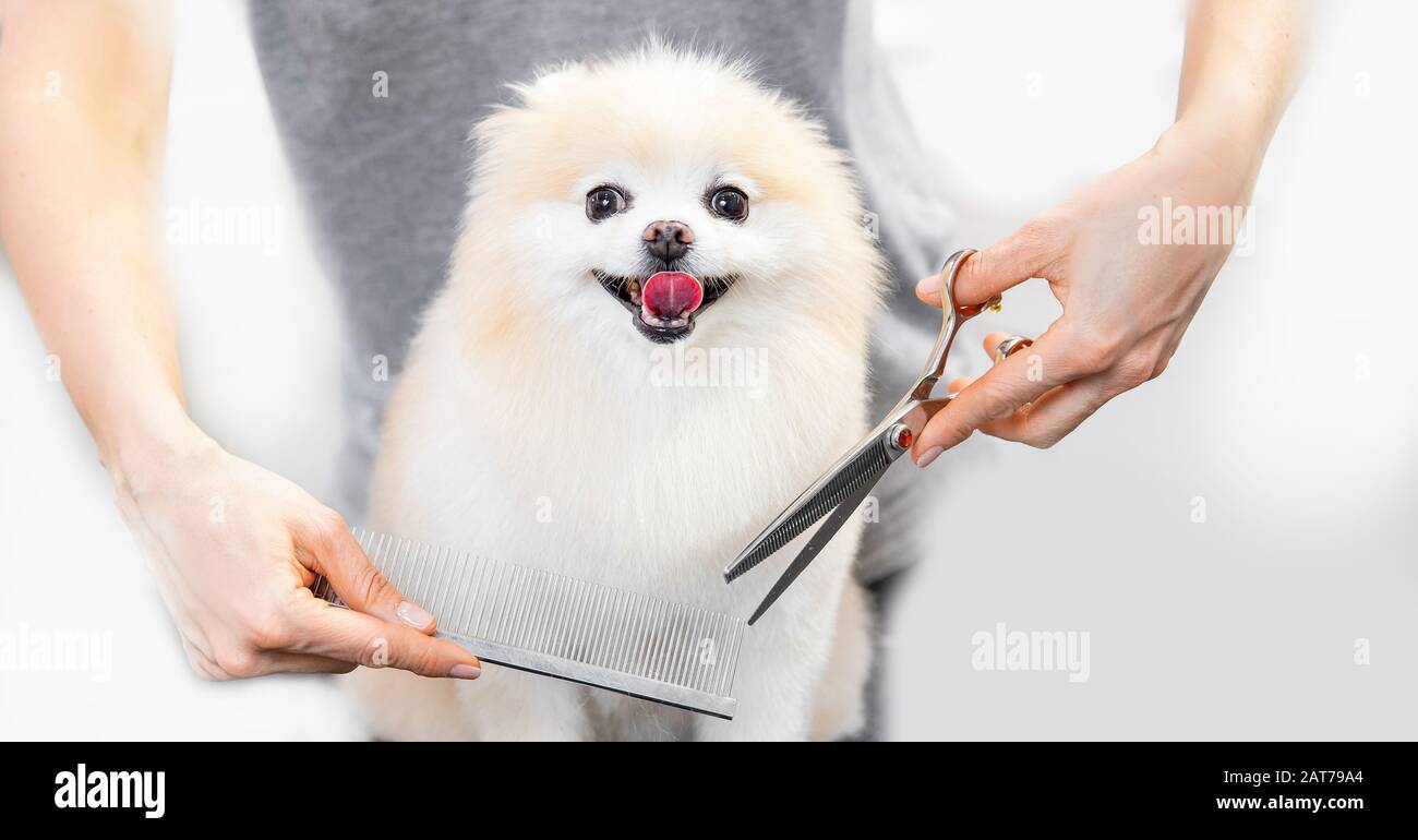 grooming a pomeranian with clippers