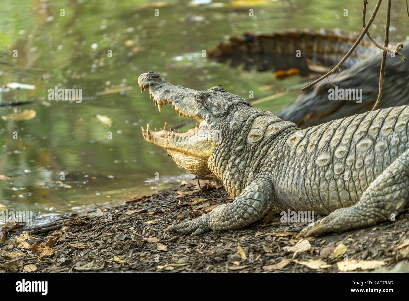 Krokodile am heiligen Krokodilbecken von Kachikally, Bakau, Gambia, Westafrika  |  crocodiles at the sacred Kachikally crocodile pool, Bakau,  Gambia, Stock Photo