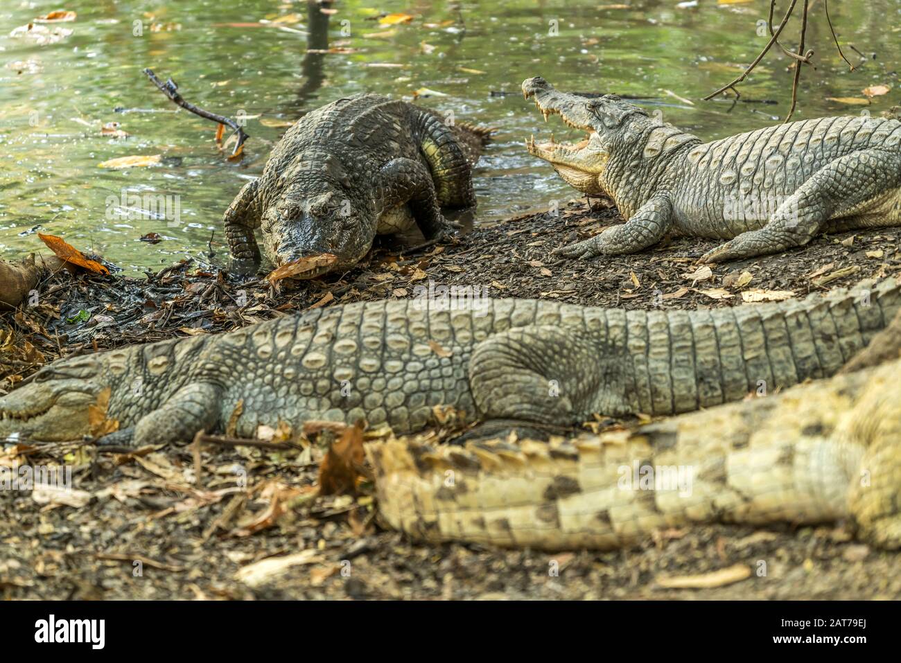 Krokodile am heiligen Krokodilbecken von Kachikally, Bakau, Gambia, Westafrika  |  crocodiles at the sacred Kachikally crocodile pool, Bakau,  Gambia, Stock Photo