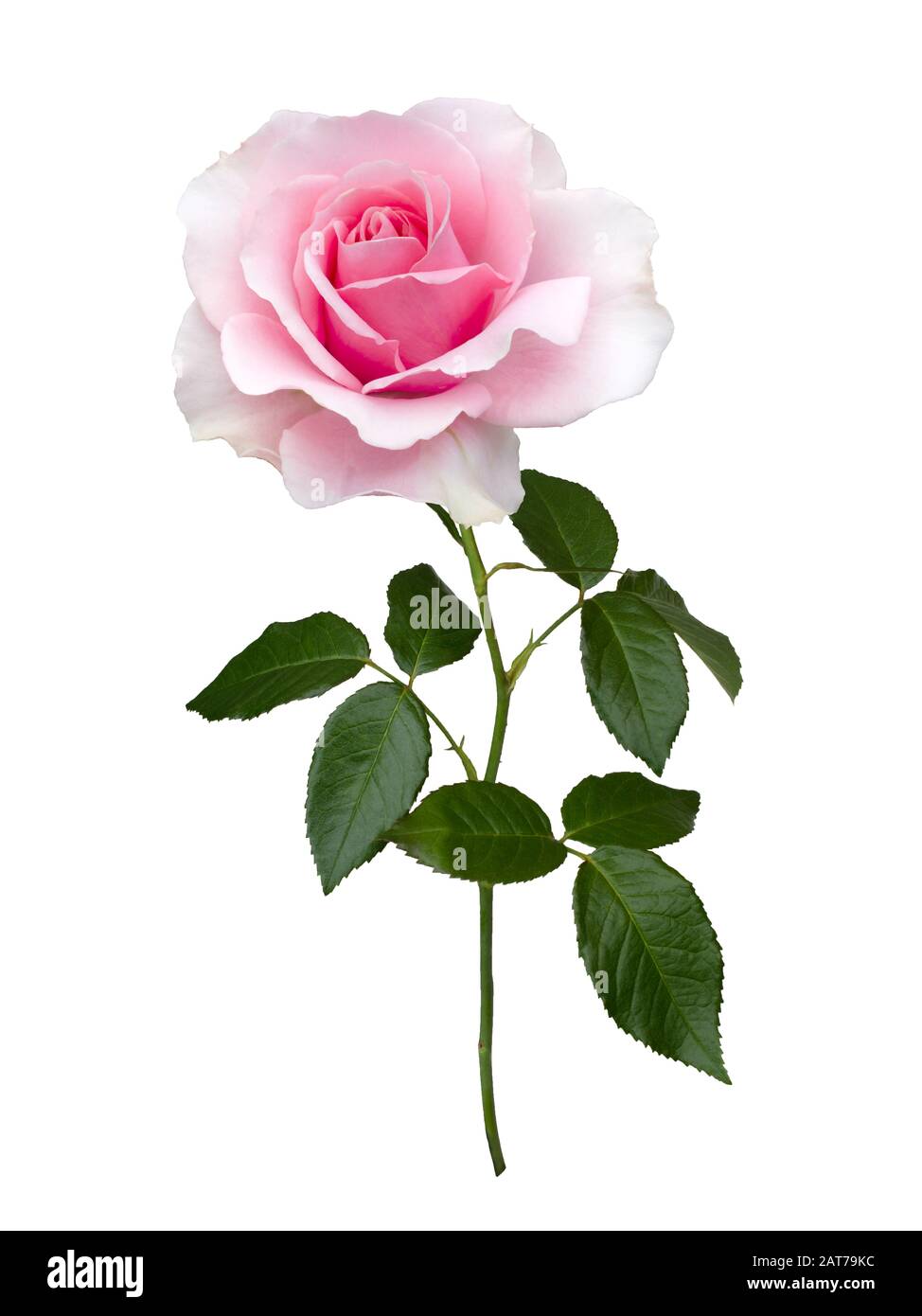 Delicate pink rose with green leaves isolated on white background Stock ...