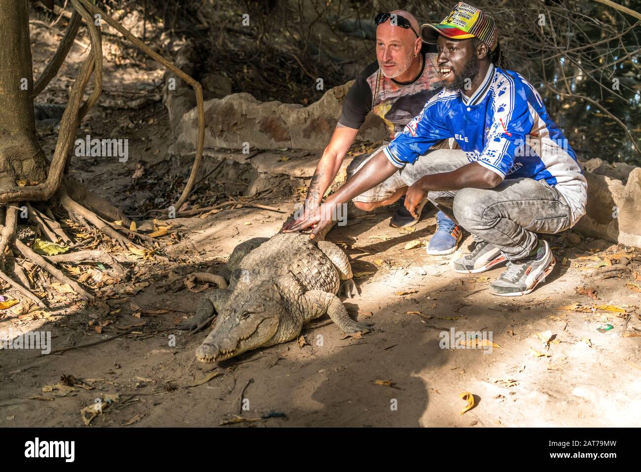 Besucher streicheln ein Krokodil am heiligen Krokodilbecken von Kachikally, Bakau, Gambia, Westafrika  |  visitor touching a crocodile at the sacred K Stock Photo