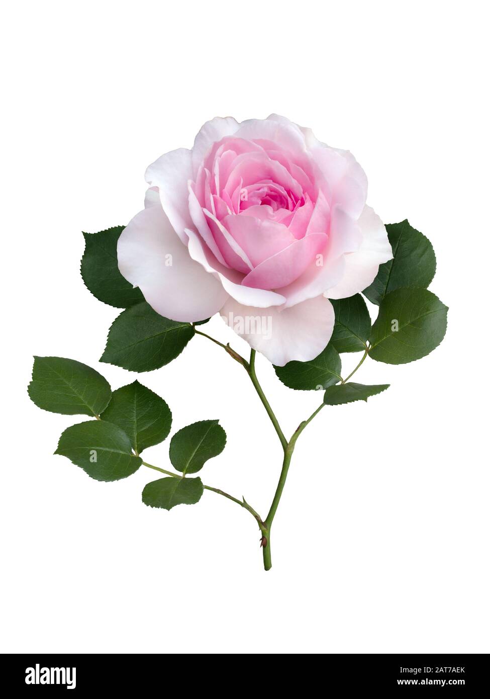 Delicate pink rose with green leaves isolated on white background Stock ...