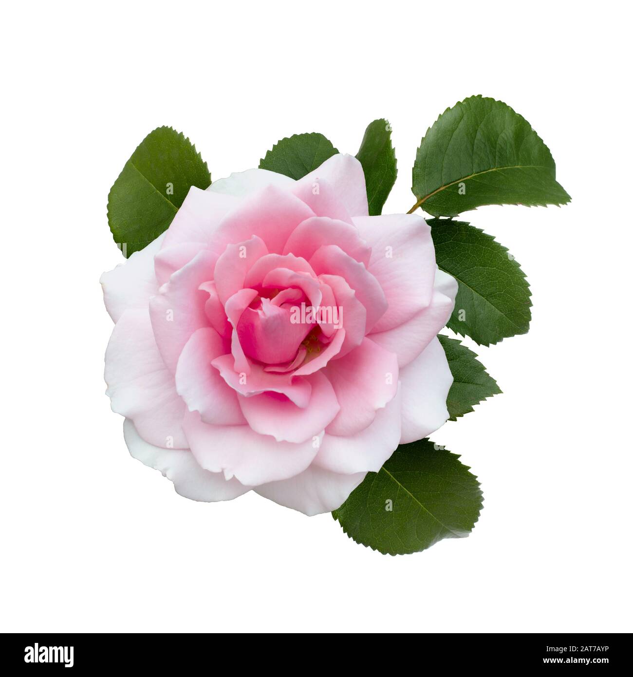 Delicate pink rose with green leaves isolated on white background Stock ...