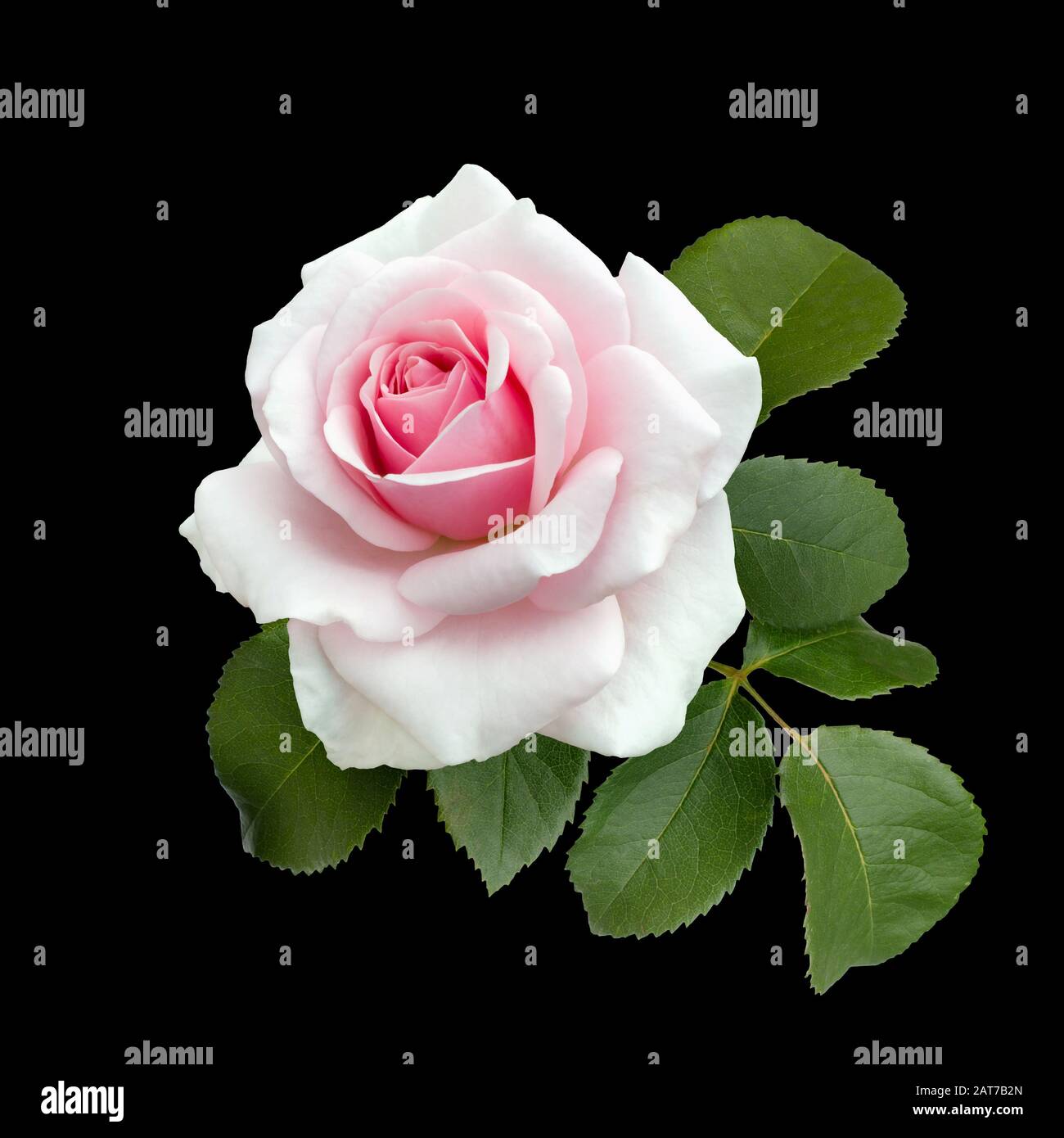 Pink rose with green leaves isolated on a black background Stock Photo ...