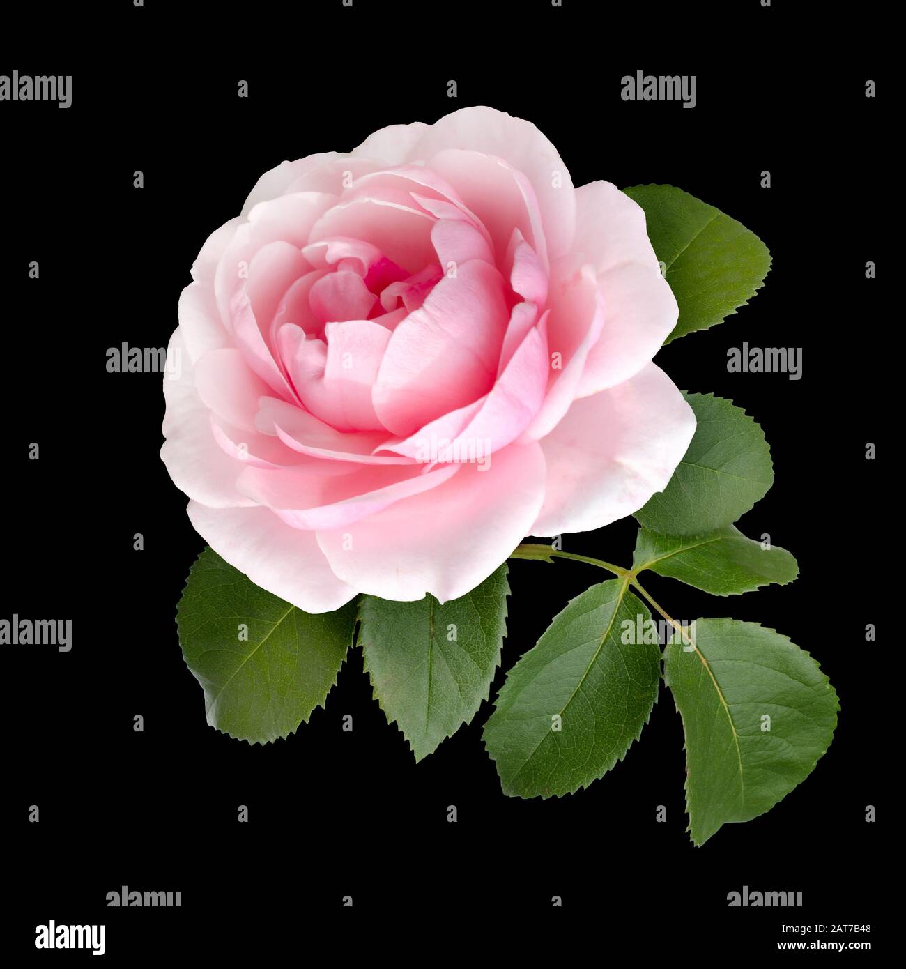 Pink rose with green leaves isolated on a black background Stock Photo ...