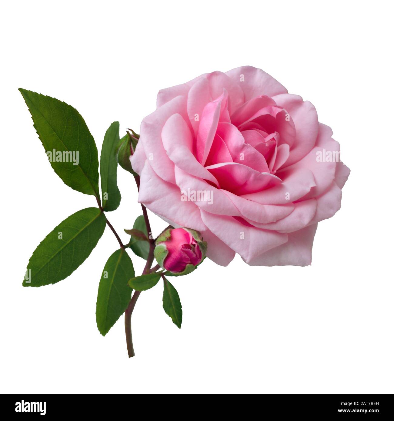 Delicate pink rose with green leaves isolated on white background Stock ...