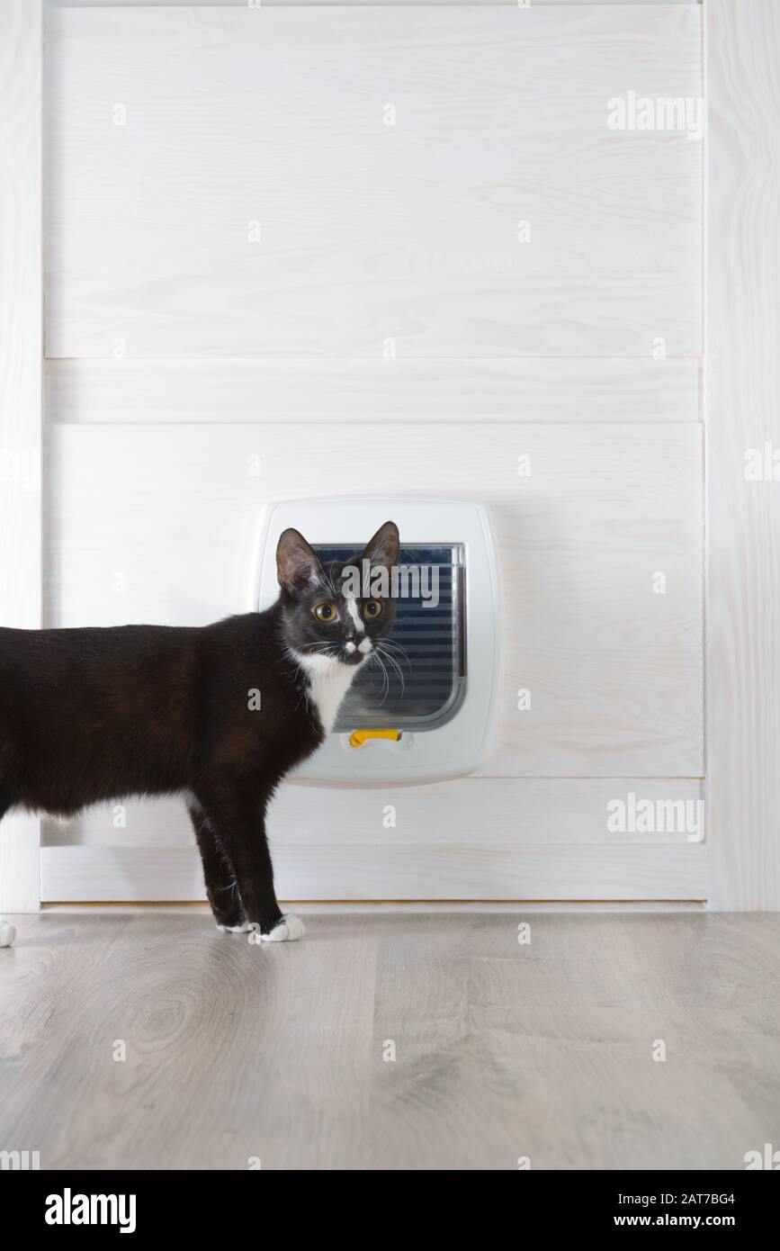 White plastic cat door, enterance to cat litter box or outside. Black european cat standing nearby. Stock Photo