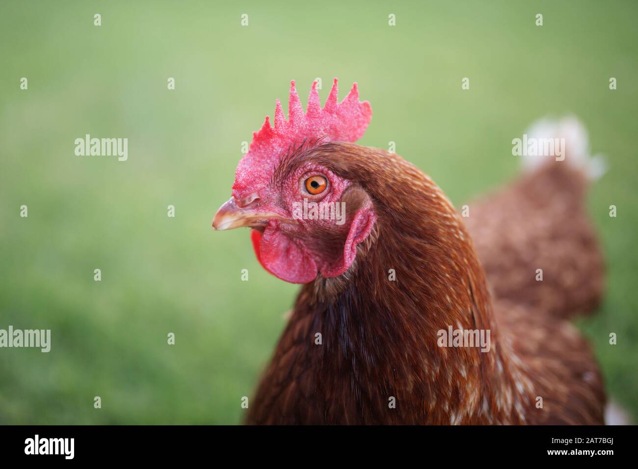 A red isa brown chicken (Gallus gallus domesticus) looking at the camera on a free range chicken farm with grass Stock Photo