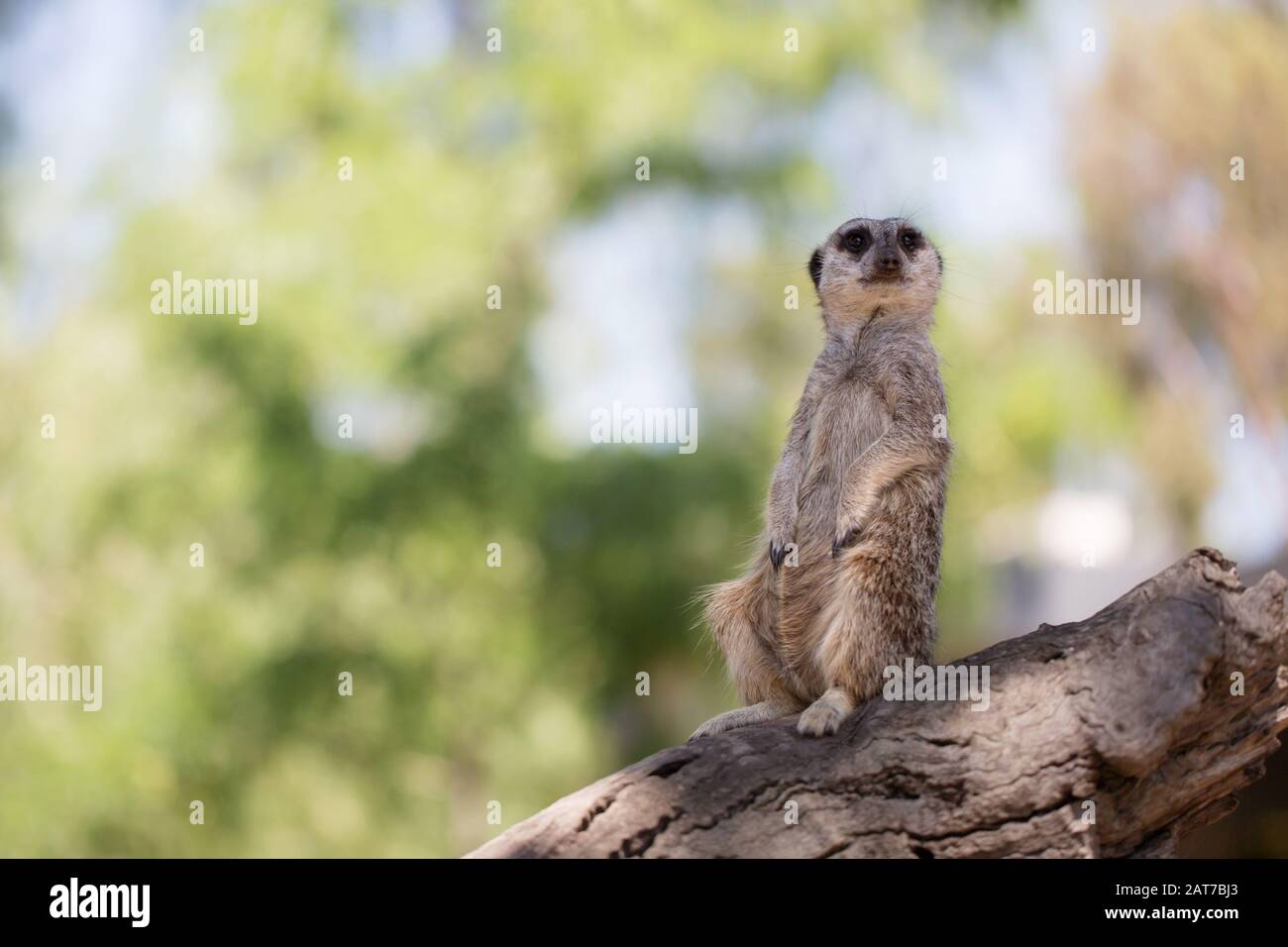 captive Meerkat (Suricata suricatta) sitting up on a log looking for predators protecting his family in a zoo Stock Photo