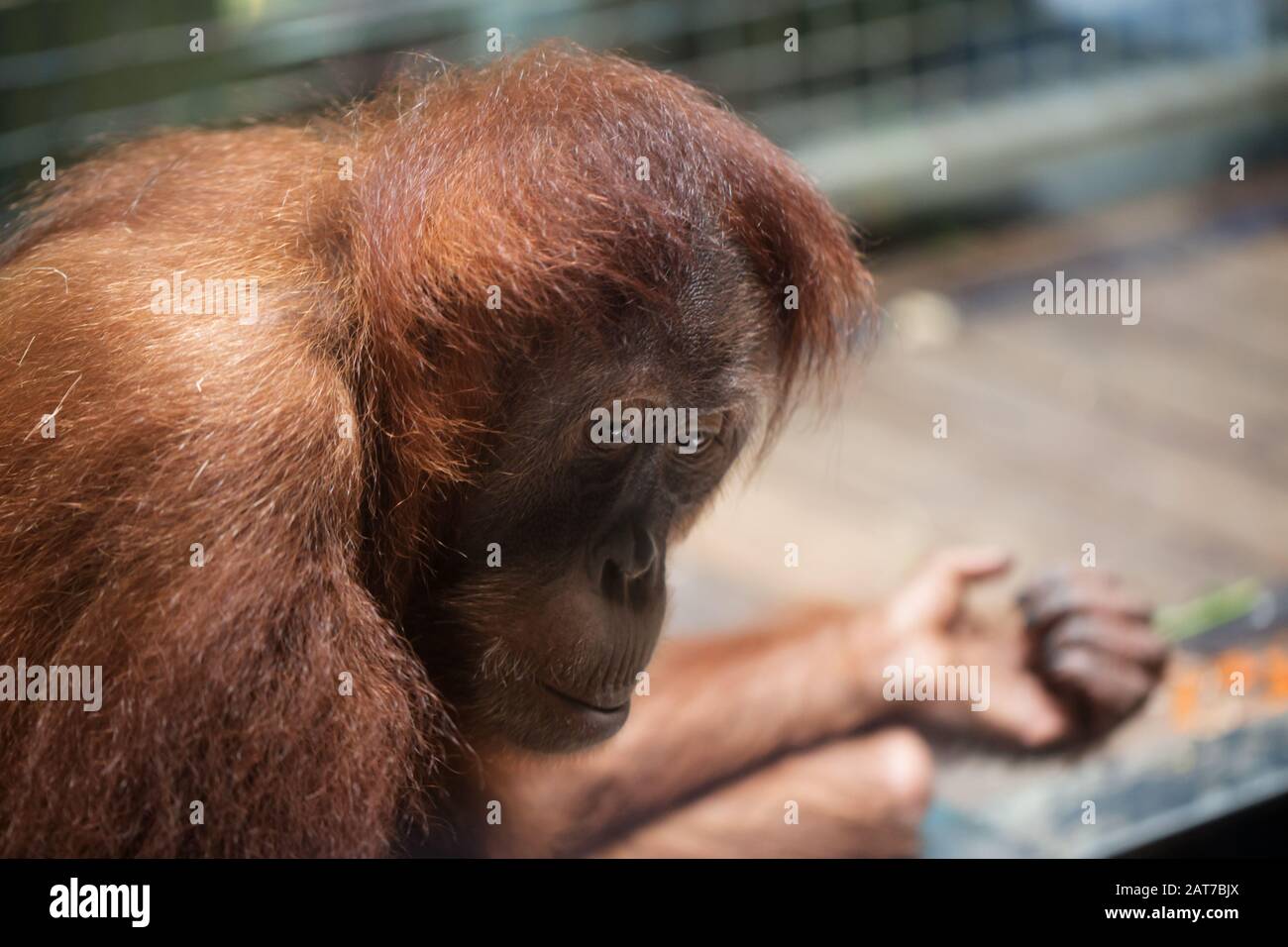 Orangutan (pongo) in an inside zoo enclosure Stock Photo