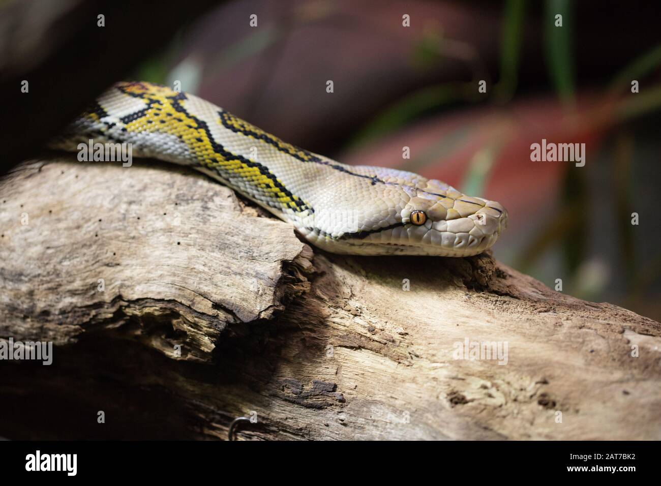 Zoo snake hi-res stock photography and images - Alamy