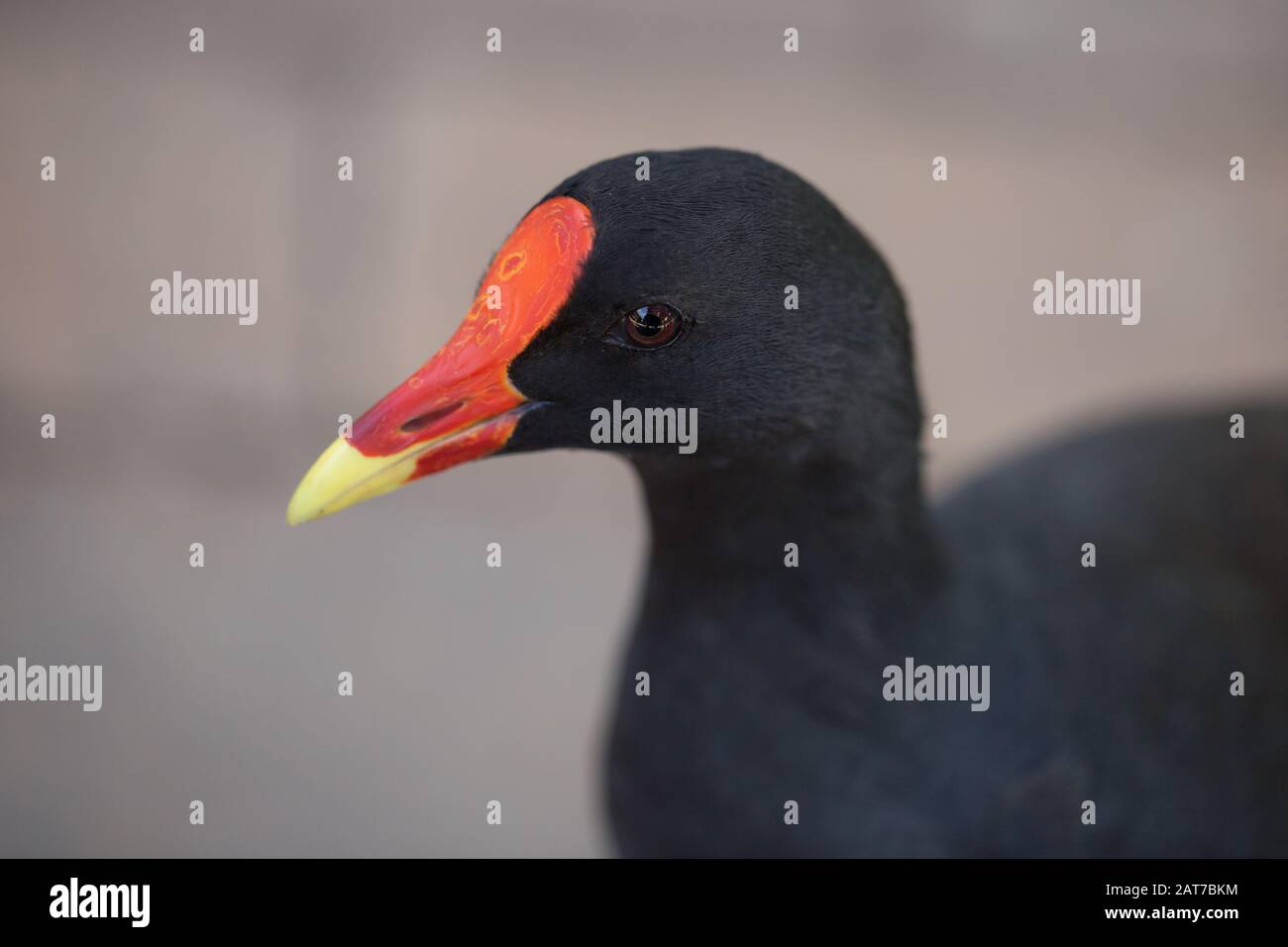 A close up of an Australian Swamp Hen (Porphyrio) in a wildlife reserve Stock Photo