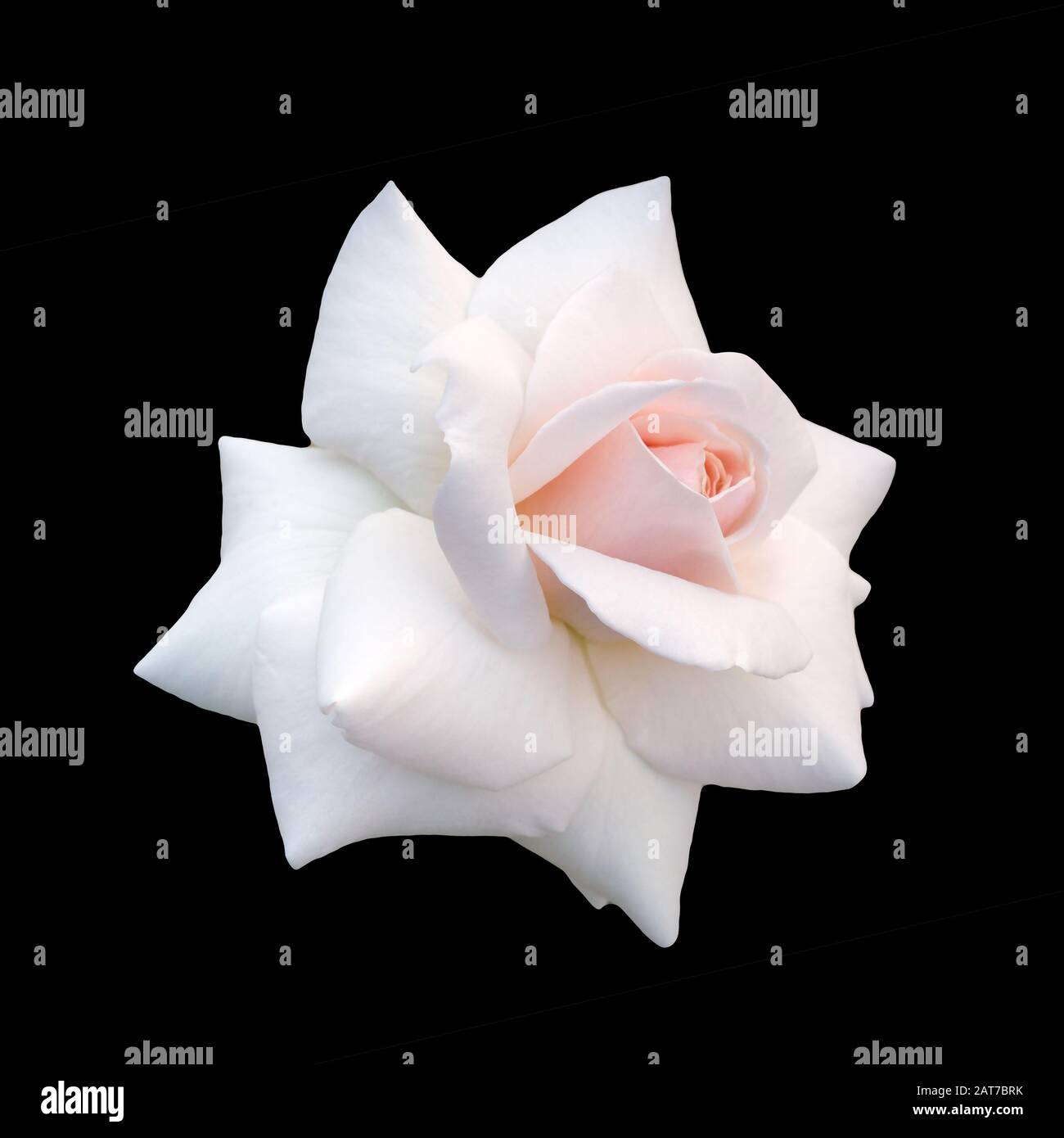 beautiful rose flower isolated on white background Stock Photo - Alamy