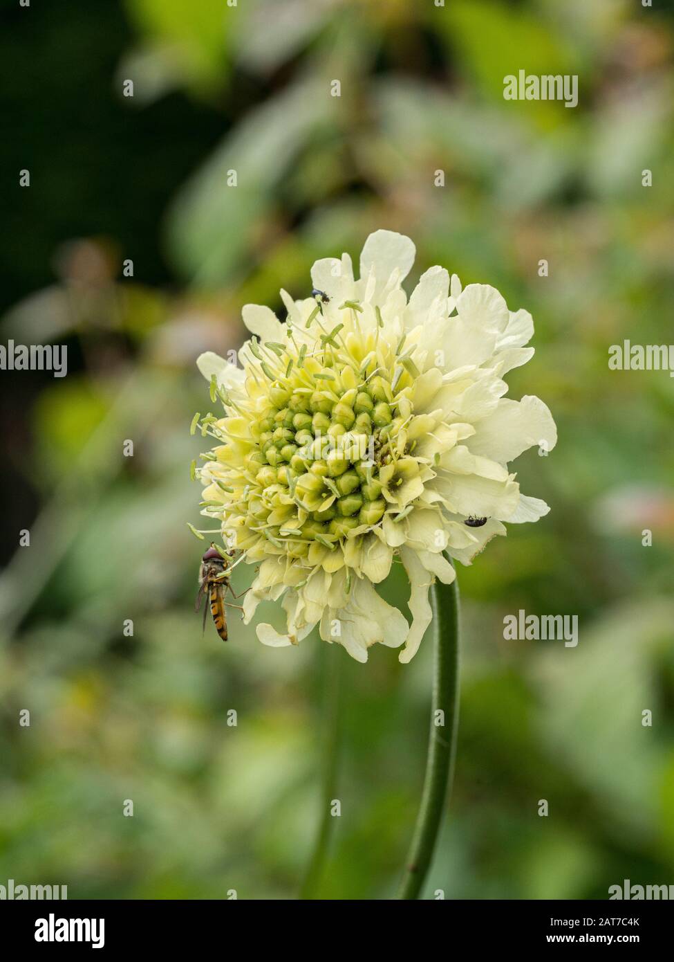 A close up of a single pale yellow flower of Cephalaria gigantea the giant scabious with a feeding hoverfly Stock Photo