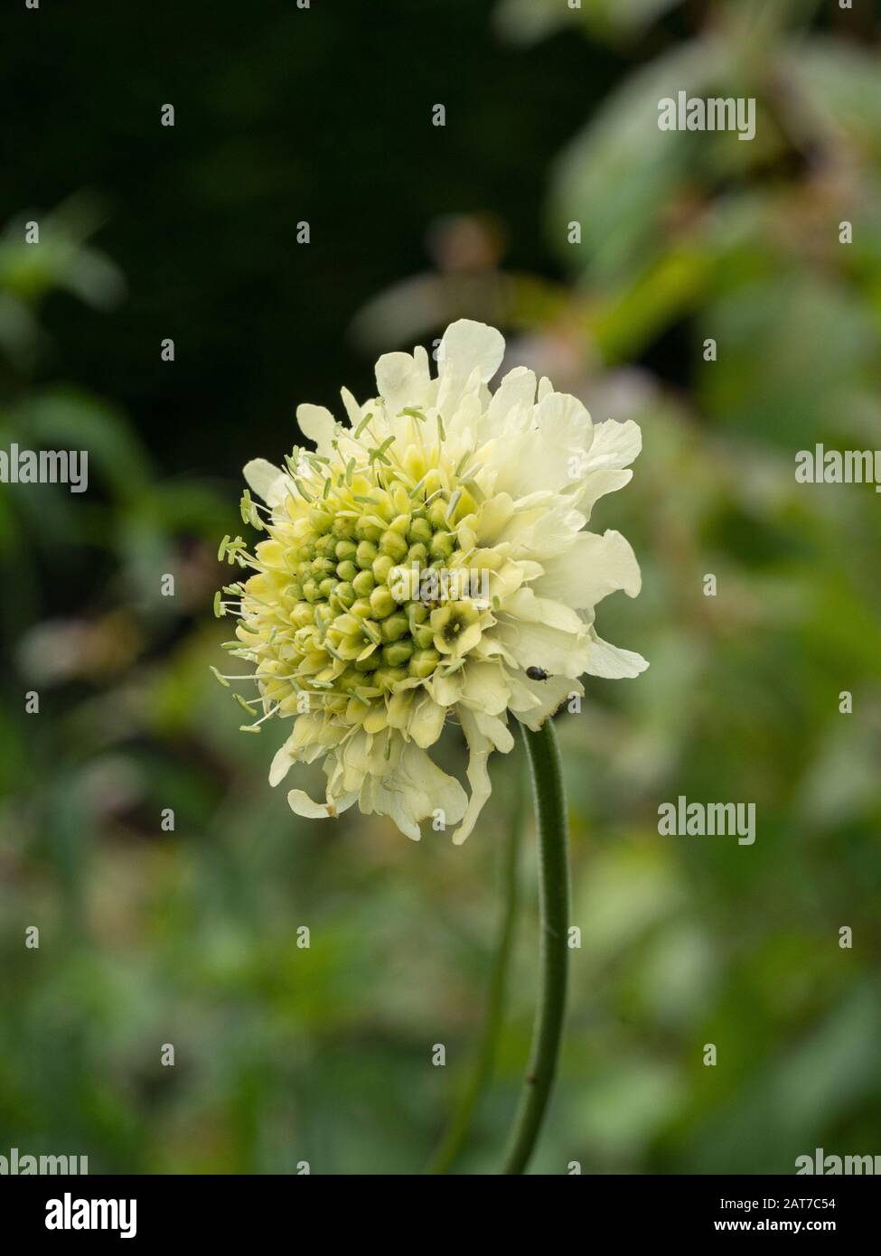 A close up of a single pale yellow flower of Cephalaria gigantea the giant scabious Stock Photo