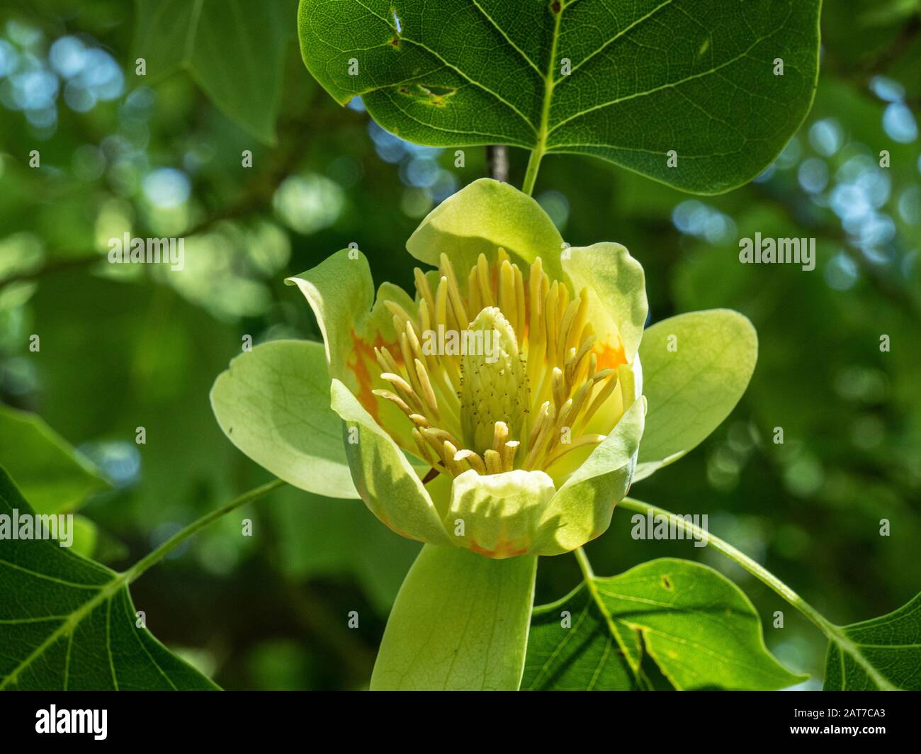 A close up of a single yellow flower of the tulip tree Liriodendron tulipifera Stock Photo
