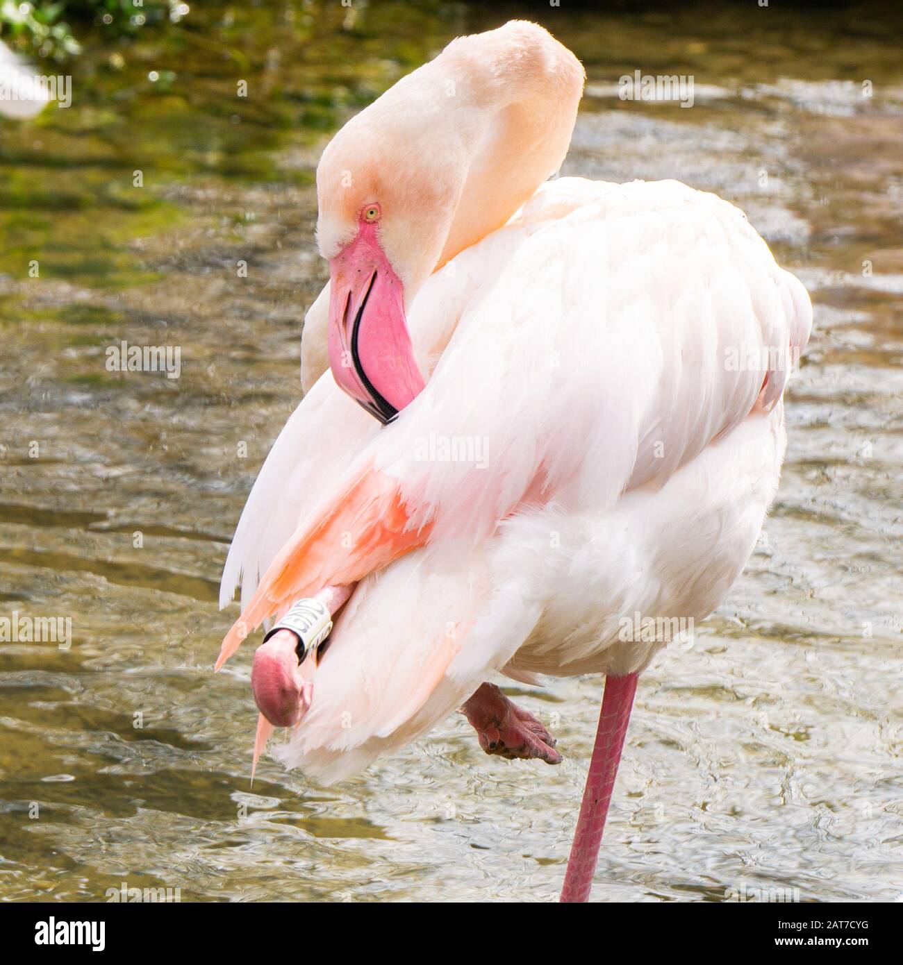 Pink flamingo showing off it's beautiful plumage Stock Photo - Alamy