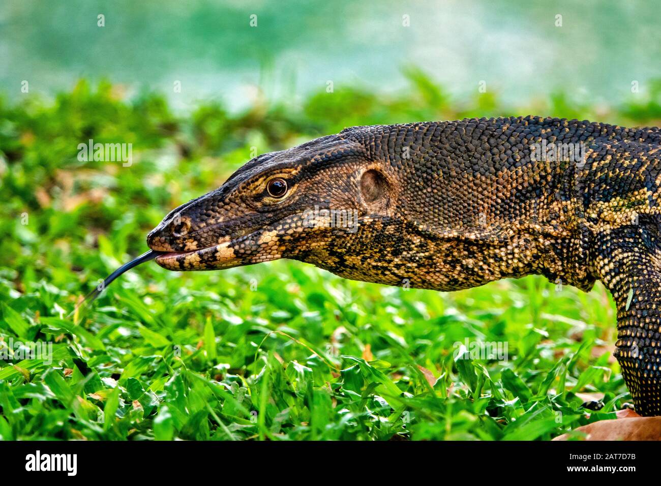 Monitor lizard (Varanus varius) in Lumphini Park, Bangkok, Thailand, Stock Photo