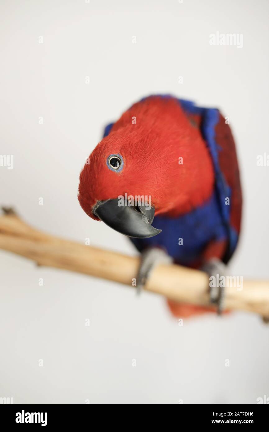 female red and blue captive eclectus parrot (Eclectus roratus) sitting on a branch Stock Photo