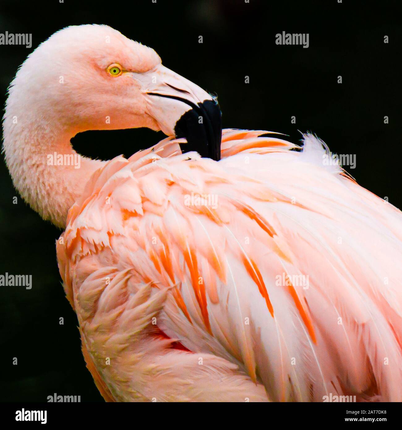 Pink flamingo showing off it's beautiful plumage Stock Photo