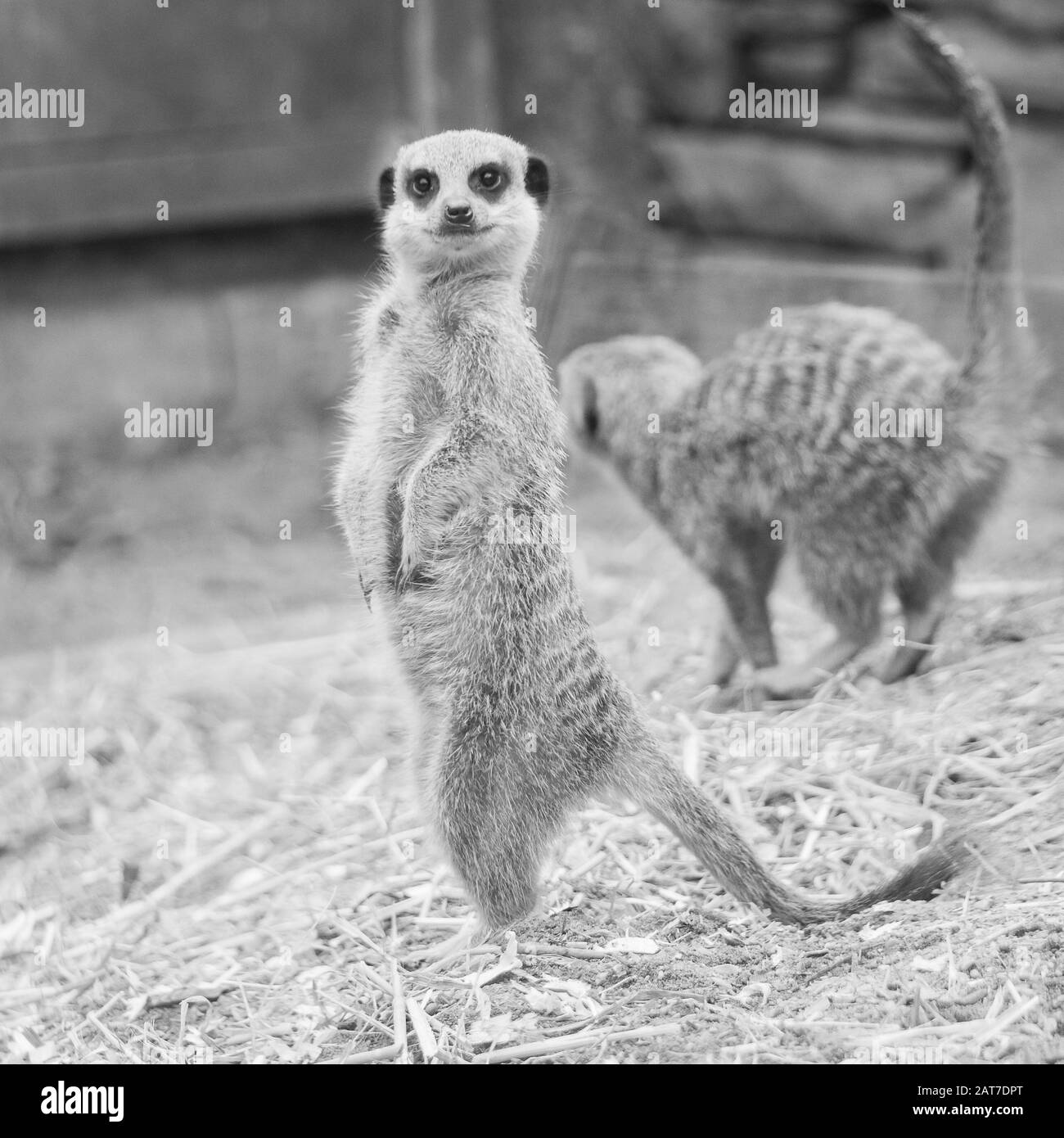 Meerkats standing to attention in captivity Stock Photo