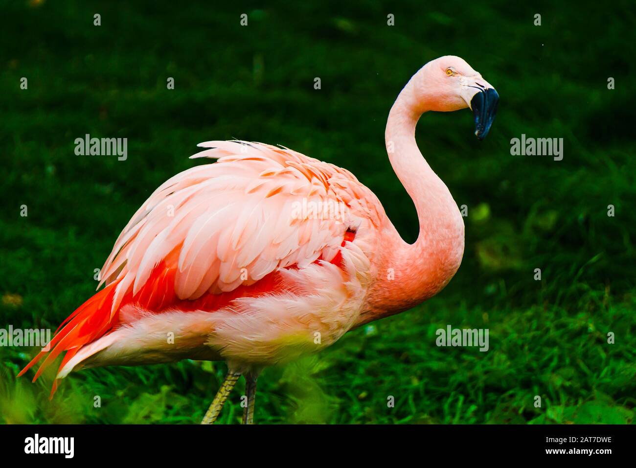 Pink flamingo showing off it's beautiful plumage Stock Photo