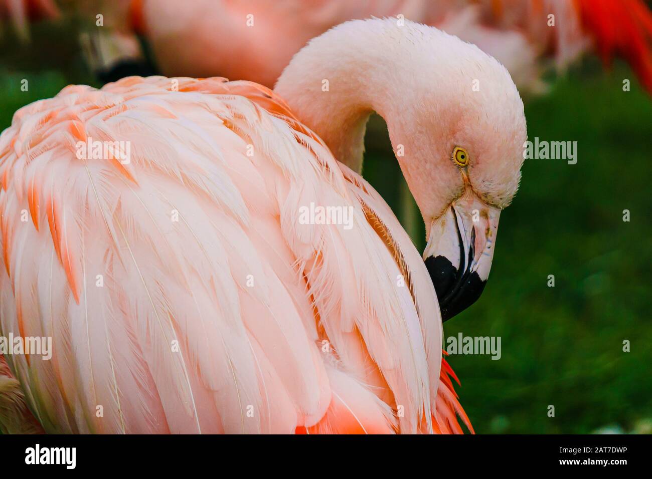 Pink flamingo showing off it's beautiful plumage Stock Photo