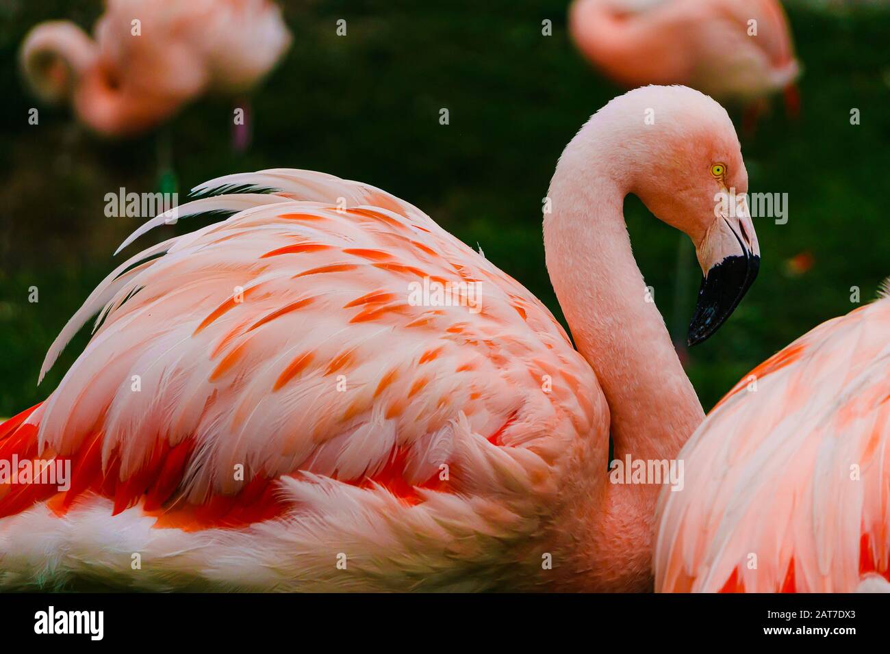 Pink flamingo showing off it's beautiful plumage Stock Photo