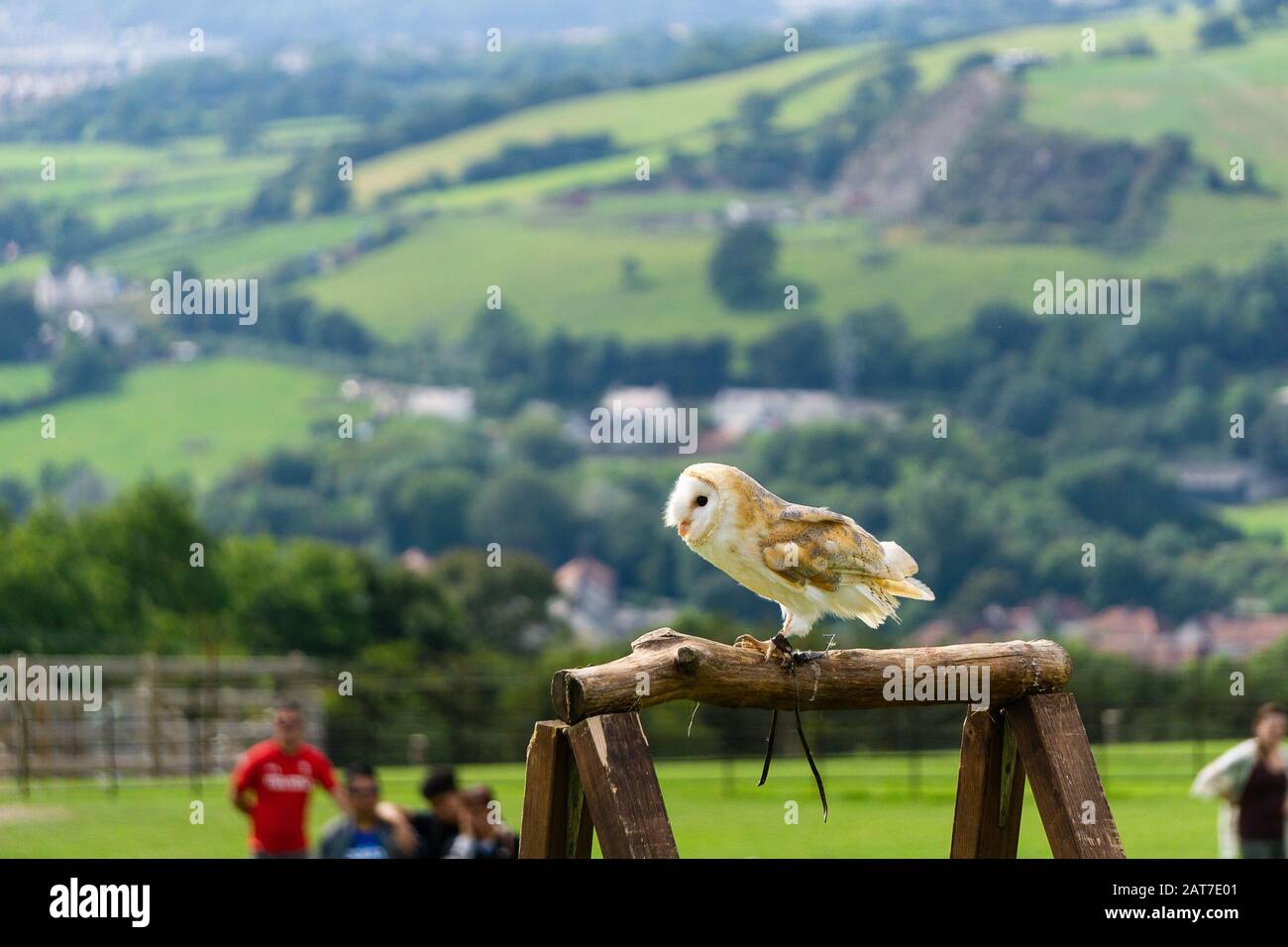 Barn owl during a display at the Welsh Mountain Zoo, Colwyn Bay Stock Photo