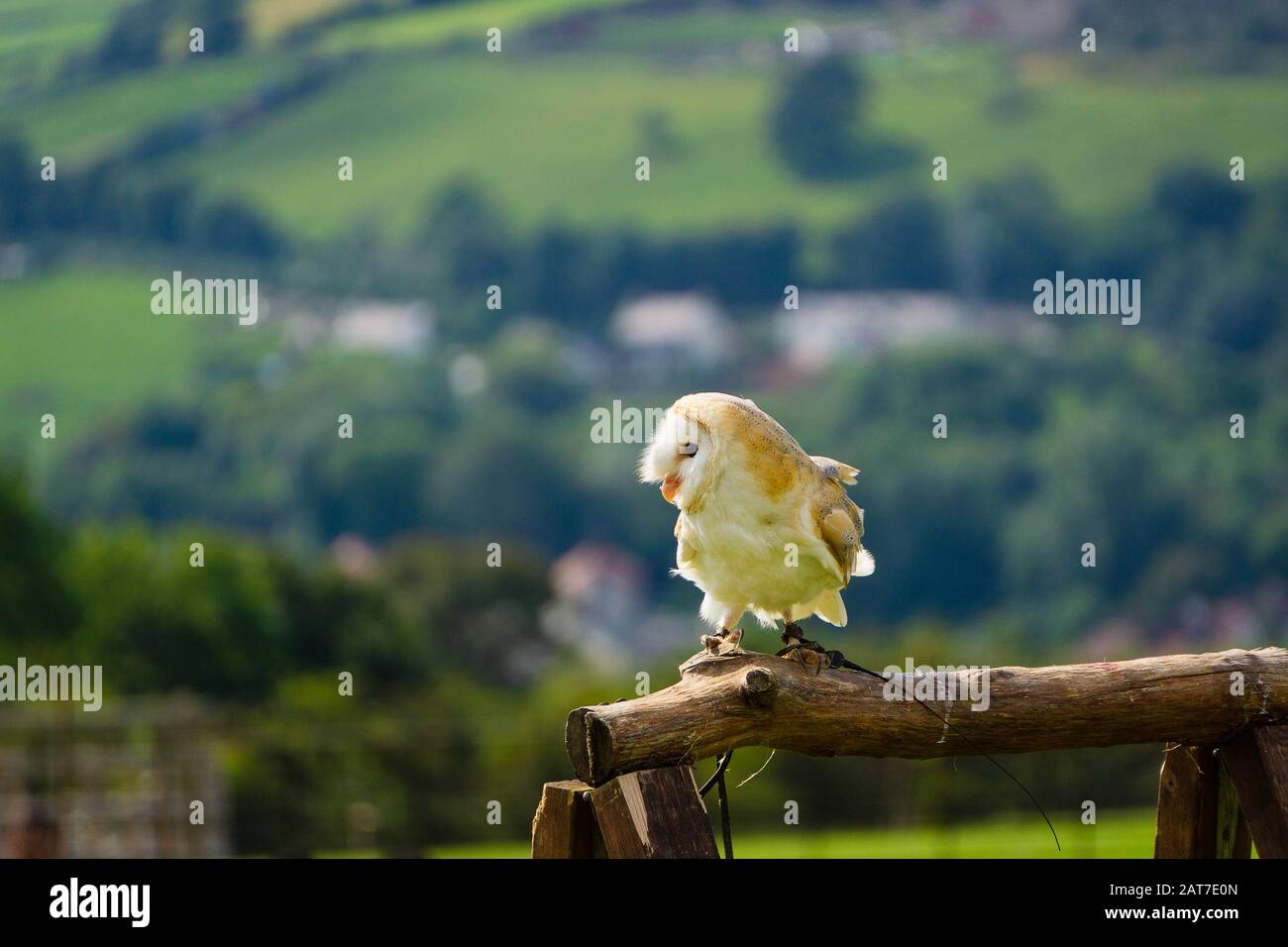 Barn owl during a display at the Welsh Mountain Zoo, Colwyn Bay Stock Photo