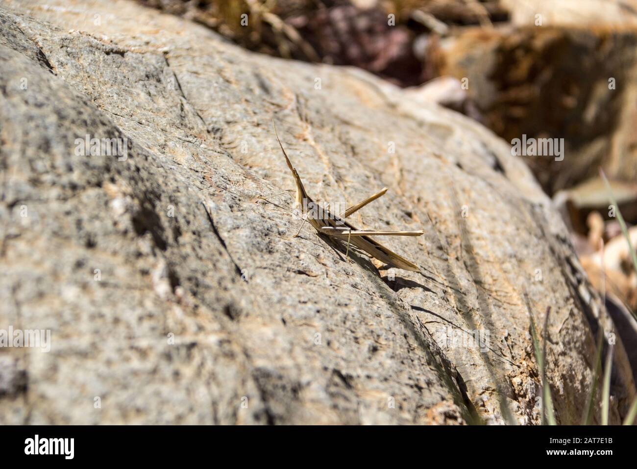 A brown cone-headed grasshopper (Acrida ungarica) on a stone, Namibia, Africa Stock Photo