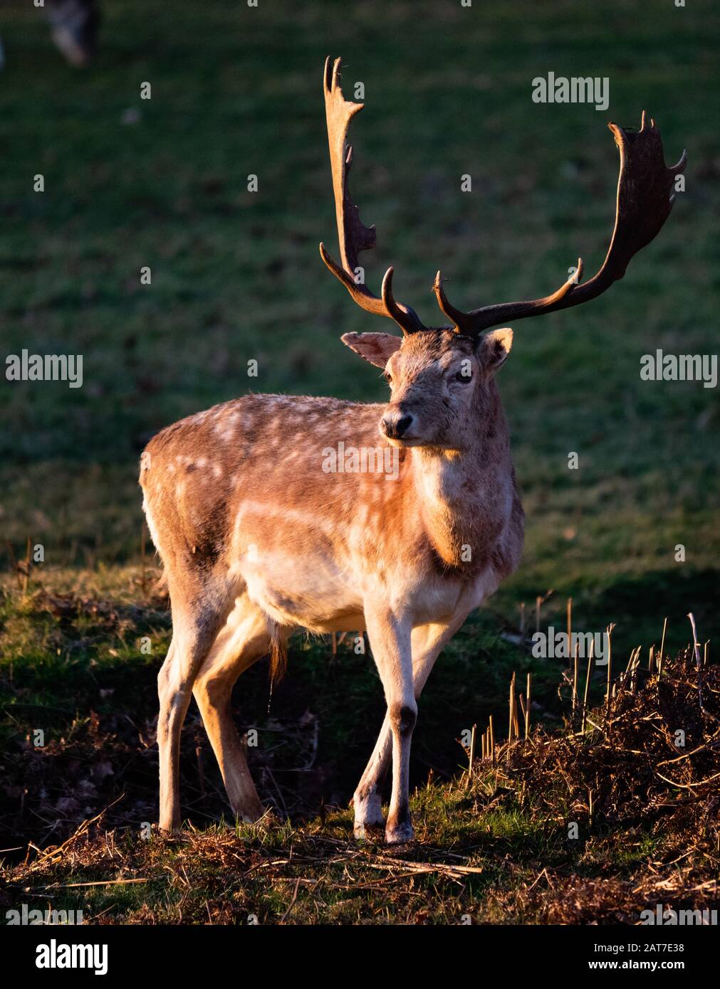 Fallow deer stag Dama dama in late summer at Ashton Court Bristol UK Stock Photo