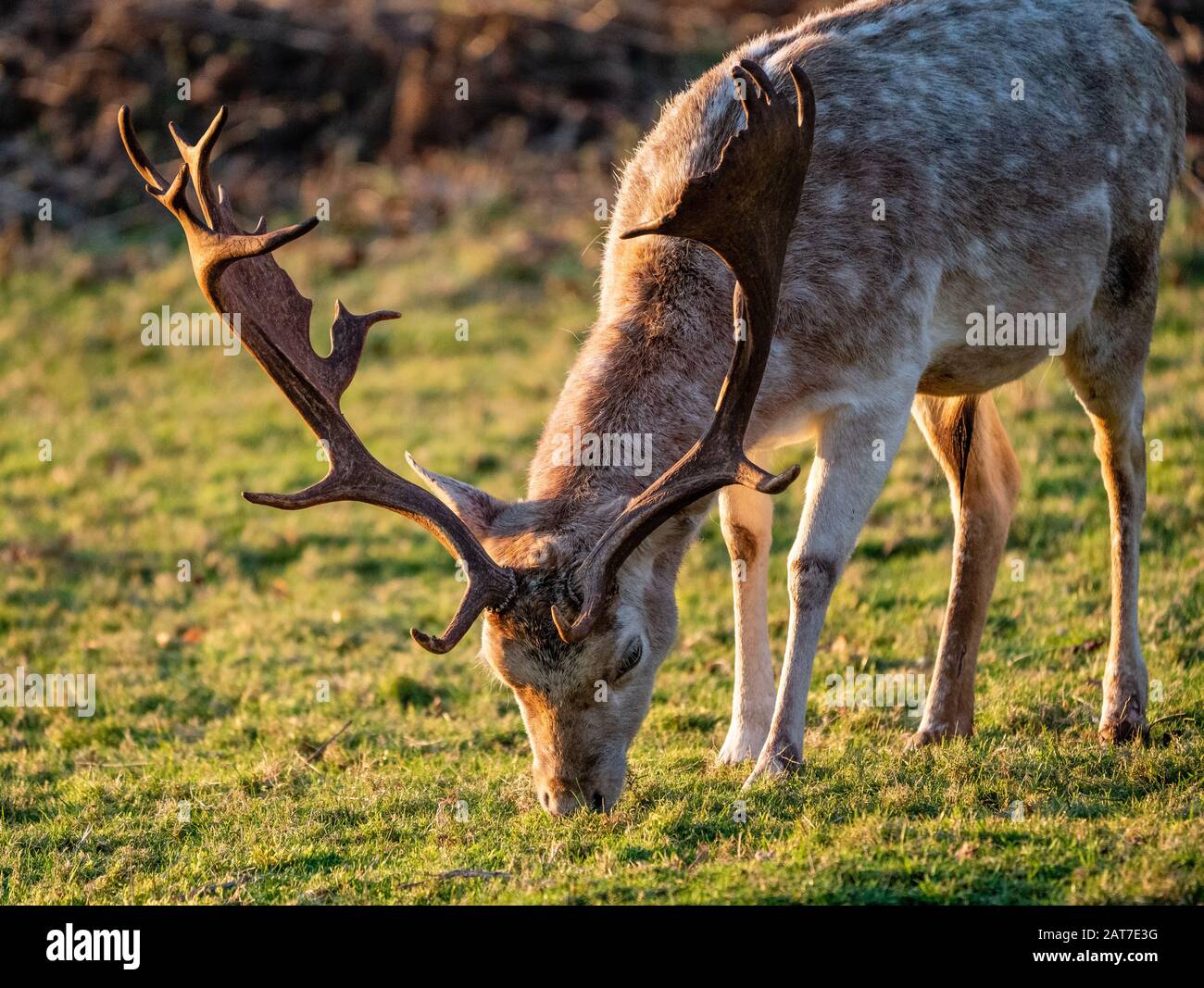 Mature fallow deer stag Dama dama with fine pair of antlers in late summer at Ashton Court Bristol UK Stock Photo