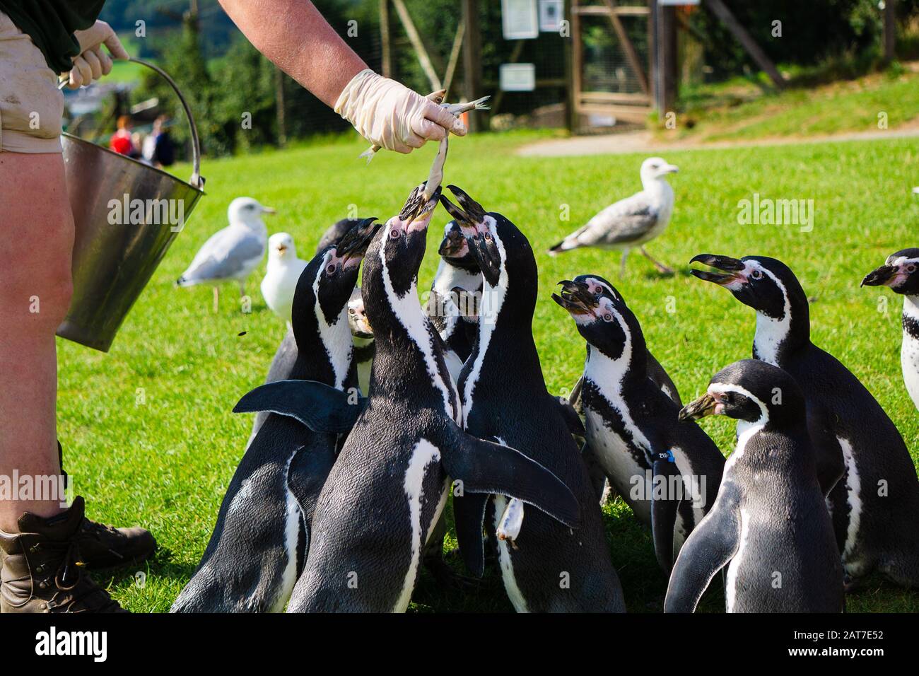 Penguin eating fish hi-res stock photography and images - Alamy
