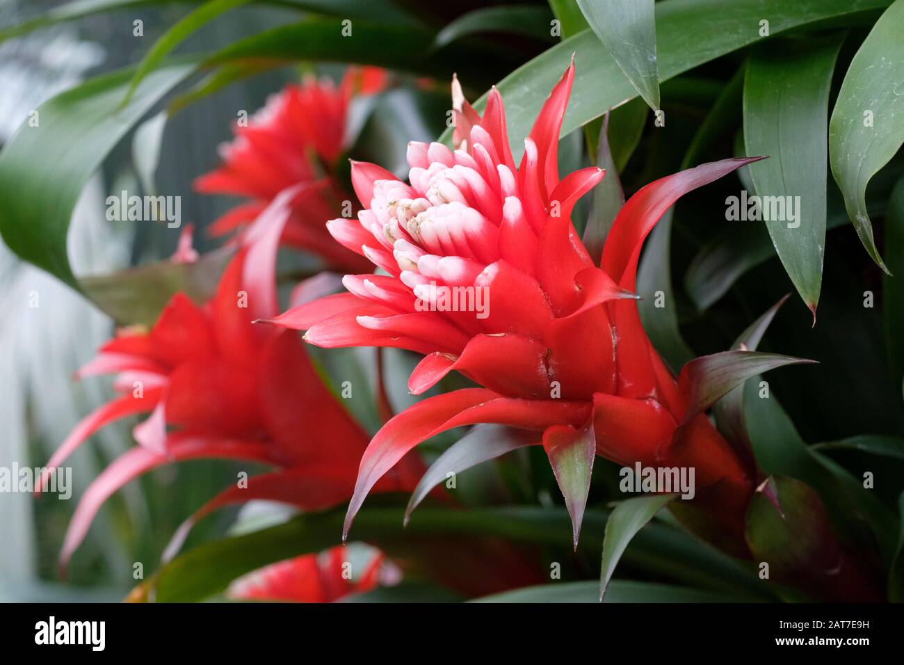 Guzmania Hope 'Durahop' bromeliad, red flowers with white tips Stock Photo