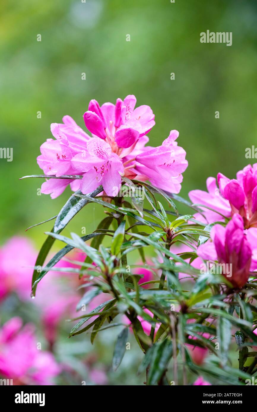 Rhododendron bloom hi-res stock photography and images - Alamy