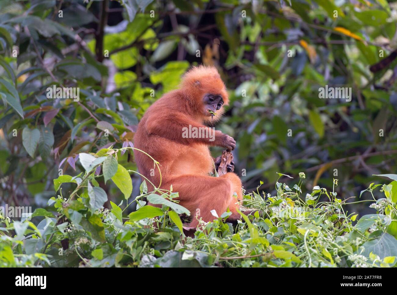 Red leaf monkey (Presbytis rubicunda), endemic to Borneo Island, Danum Valley Conservation Area, Sabah, Borneo, Malaysia Stock Photo